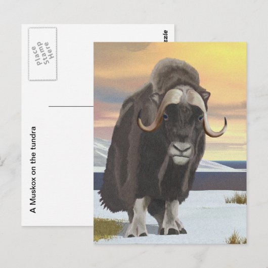 Muskox Postkarte (Vorne/Hinten)