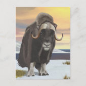 Muskox Postkarte (Vorderseite)