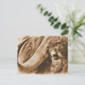 Muskox Postkarte (Stehend Vorderseite)