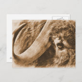 Muskox Postkarte (Vorne/Hinten)