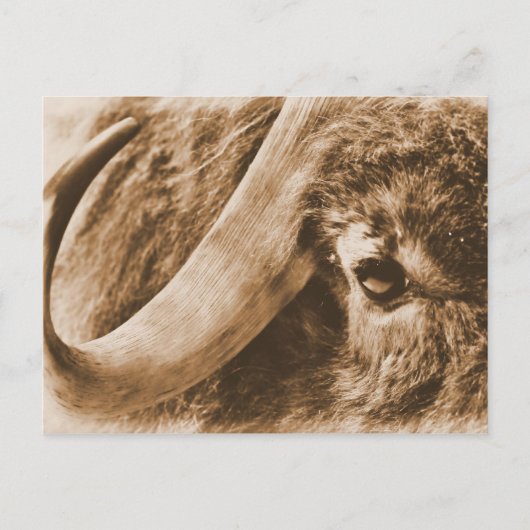 Muskox Postkarte (Vorderseite)