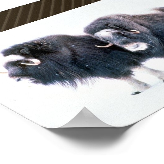 Muskoxen Poster (Ecke)