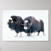 Muskoxen Poster (Vorne)