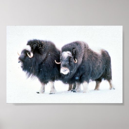 Muskoxen Poster (Vorne)