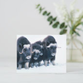 Muskoxen Postkarte (Stehend Vorderseite)