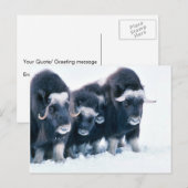 Muskoxen Postkarte (Vorne/Hinten)