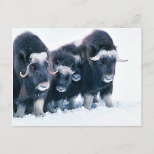 Muskoxen Postkarte
