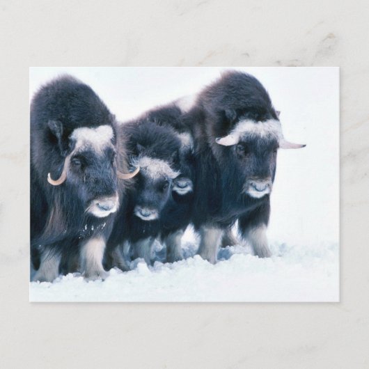 Muskoxen Postkarte (Vorderseite)