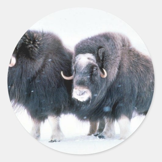 Muskoxen Runder Aufkleber (Vorderseite)