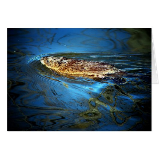 Muskrat (Vorderseite (Horizontal))