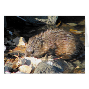 Muskrat auf dem Land