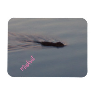 Muskrat in Minnesota Flexible Magnet
