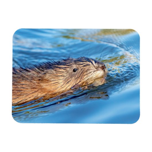 Muskrat in Vassar Farms Ökologische Reserve Magnet (Horizontal)