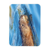 Muskrat in Vassar Farms Ökologische Reserve Magnet (Vertikal)