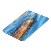 Muskrat in Vassar Farms Ökologische Reserve Magnet (Linke Seite)