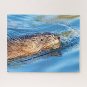 Muskrat in Vassar Farms Ökologische Reserve Puzzle