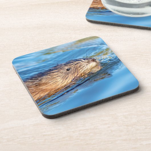 Muskrat in Vassar Farms Ökologische Reserve Untersetzer (Linke Seite)