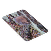 Muskrat Magnet (Rechte Seite)