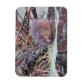 Muskrat Magnet (Vertikal)