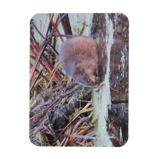Muskrat Magnet (Vertikal)