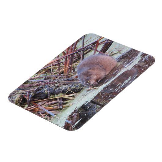 Muskrat Magnet (Linke Seite)