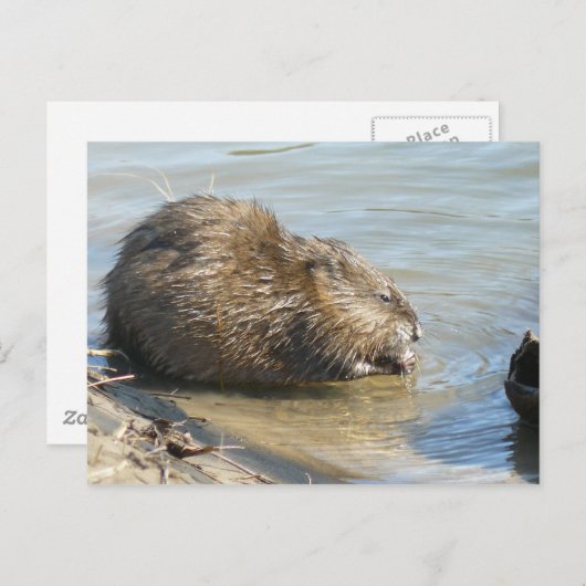 Muskrat Postcard. Postkarte (Vorne/Hinten)