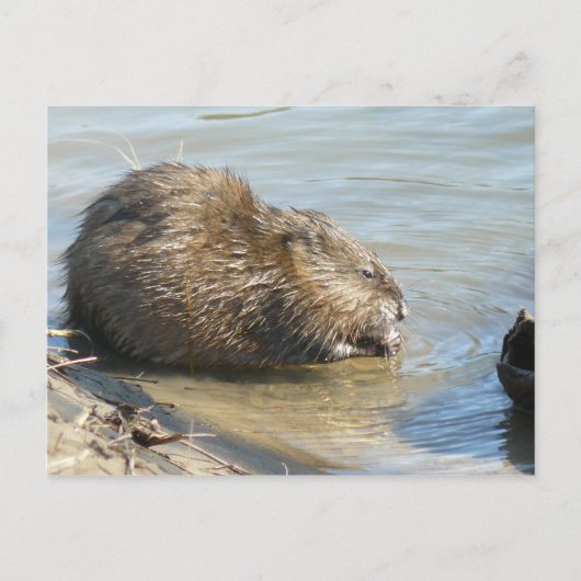 Muskrat Postcard. Postkarte (Vorderseite)