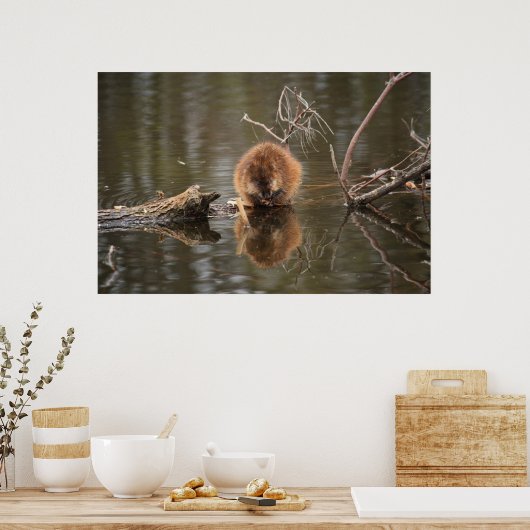 Muskrat Poster (Küche)