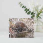 Muskrat Postkarte (Stehend Vorderseite)