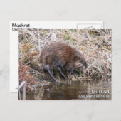 Muskrat Postkarte (Vorne/Hinten)