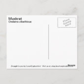 Muskrat Postkarte (Rückseite)