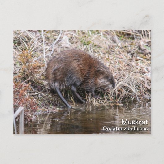Muskrat Postkarte (Vorderseite)