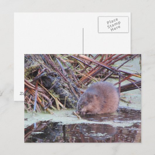 Muskrat Postkarte (Vorne/Hinten)