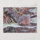Muskrat Postkarte (Vorderseite)