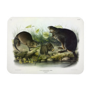 Muskrat von Audubons Quadrupeds aus Nordamerika Magnet