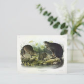 Muskrat von Audubons Quadrupeds aus Nordamerika Postkarte (Stehend Vorderseite)