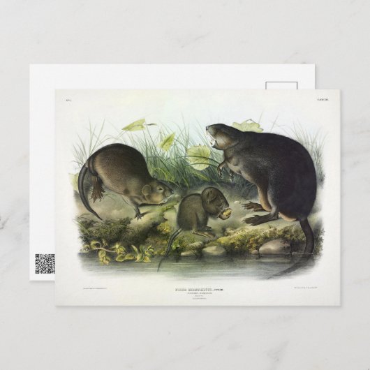 Muskrat von Audubons Quadrupeds aus Nordamerika Postkarte (Vorne/Hinten)