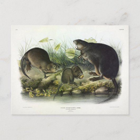 Muskrat von Audubons Quadrupeds aus Nordamerika Postkarte (Vorderseite)