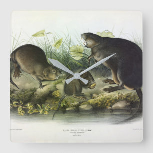 Muskrat von Audubons Quadrupeds aus Nordamerika Quadratische Wanduhr