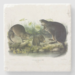 Muskrat von Audubons Quadrupeds aus Nordamerika Steinuntersetzer