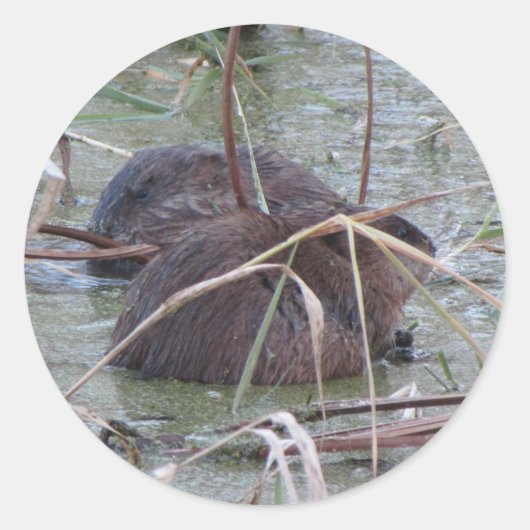 Muskraten-Paar Runder Aufkleber (Vorderseite)
