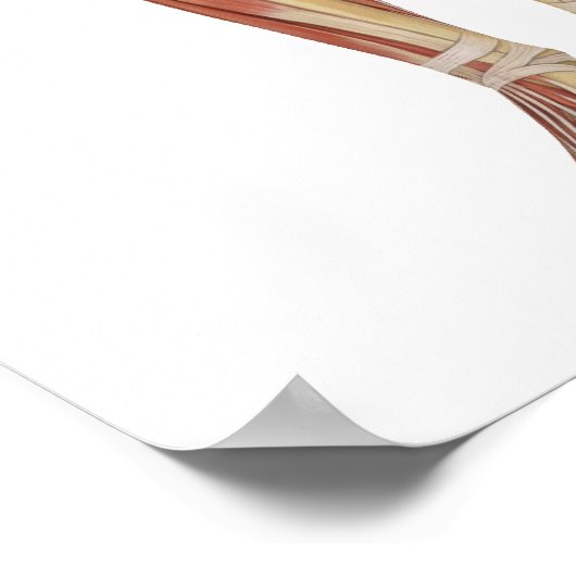 Muskuläre Anatomie an der Front und hinten Poster (Ecke)