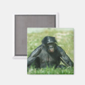 Muskuläre Bonobo im Gras Magnet (Vorderseite/Rückseite)
