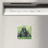 Muskuläre Bonobo im Gras Magnet (In Situ (Geschirrspüler))