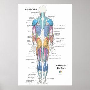 Muskulatur Anatomie Rückansicht Poster