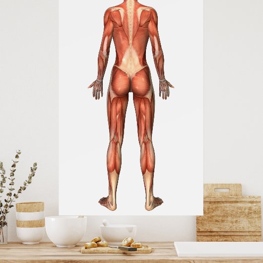 Muskulatur der Frauen, Rückseite Poster (Küche)