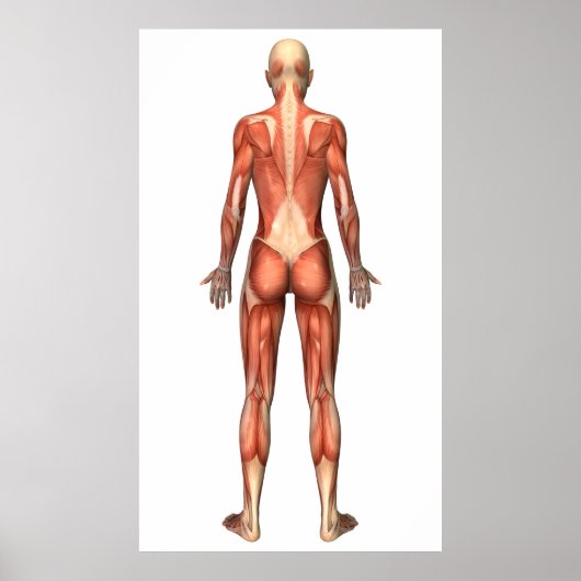 Muskulatur der Frauen, Rückseite Poster (Vorne)