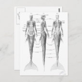 Muskulatur der Meerjungfrau Postkarte (Vorne/Hinten)
