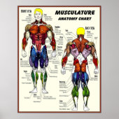 MUSKULATUR Gebäude Anatomie Diagramm drucken Poster (Vorne)