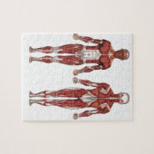 Muskulöses System, Front und Rückseite Puzzle (Horizontal)